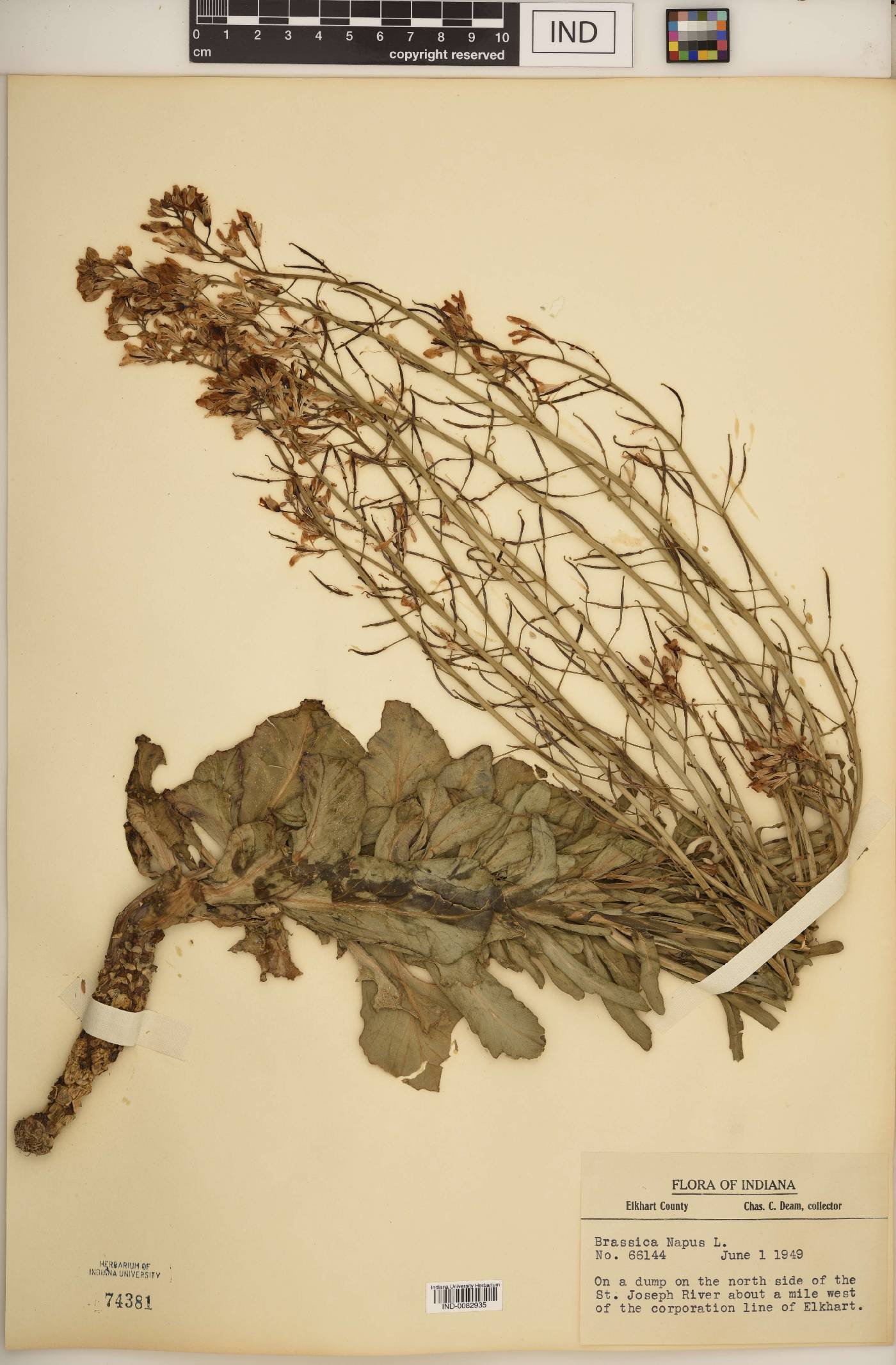 Brassica napus image