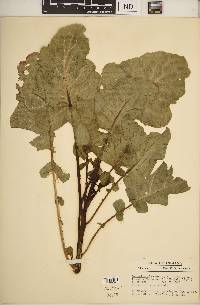 Brassica oleracea image