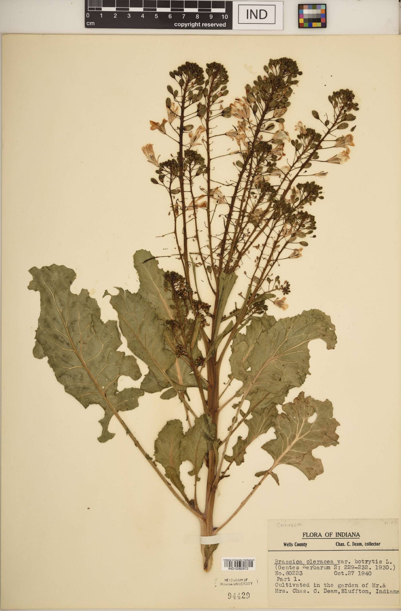 Brassica oleracea image