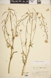 Brassica rapa subsp. rapa image