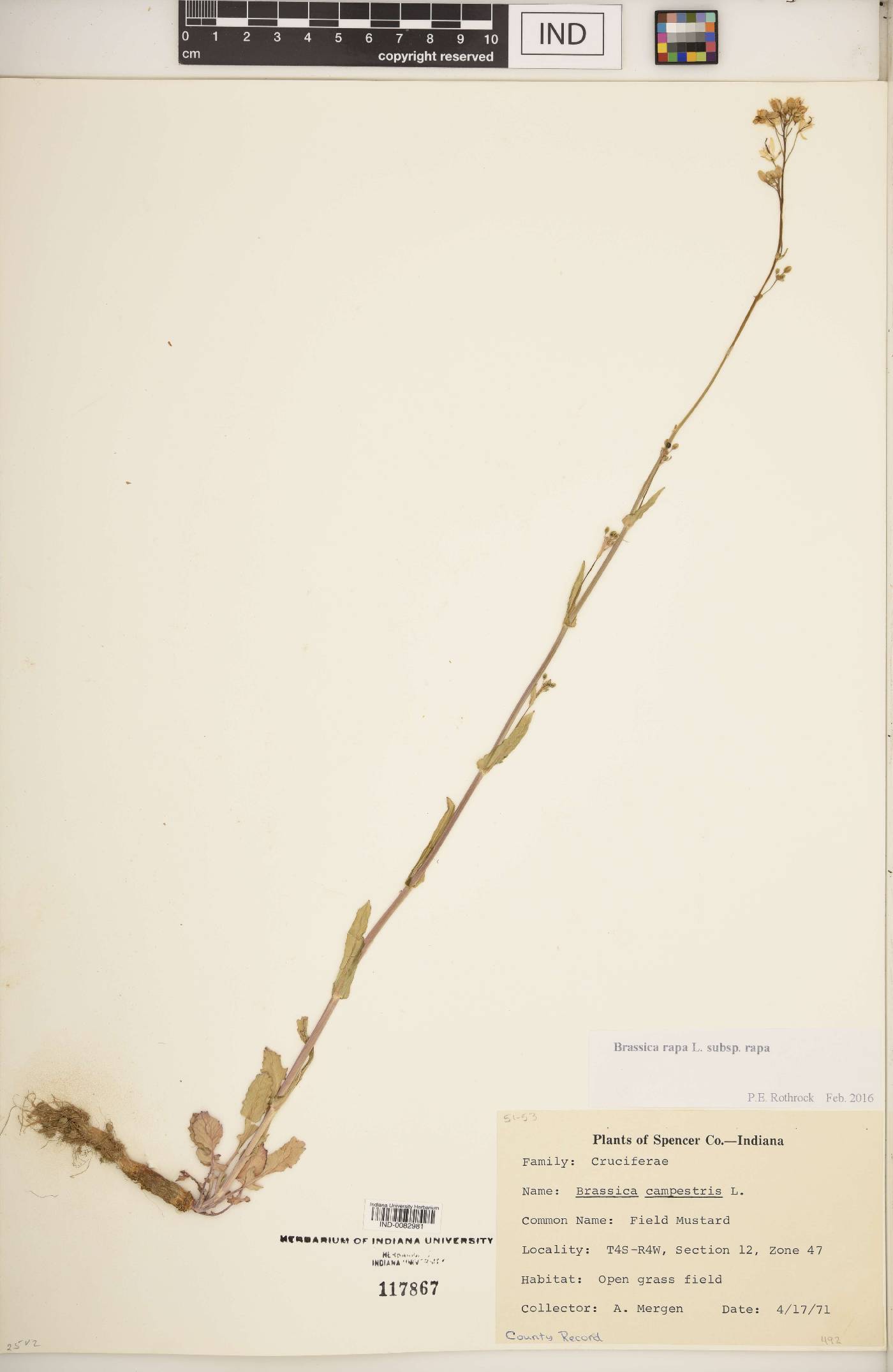 Brassica rapa subsp. rapa image