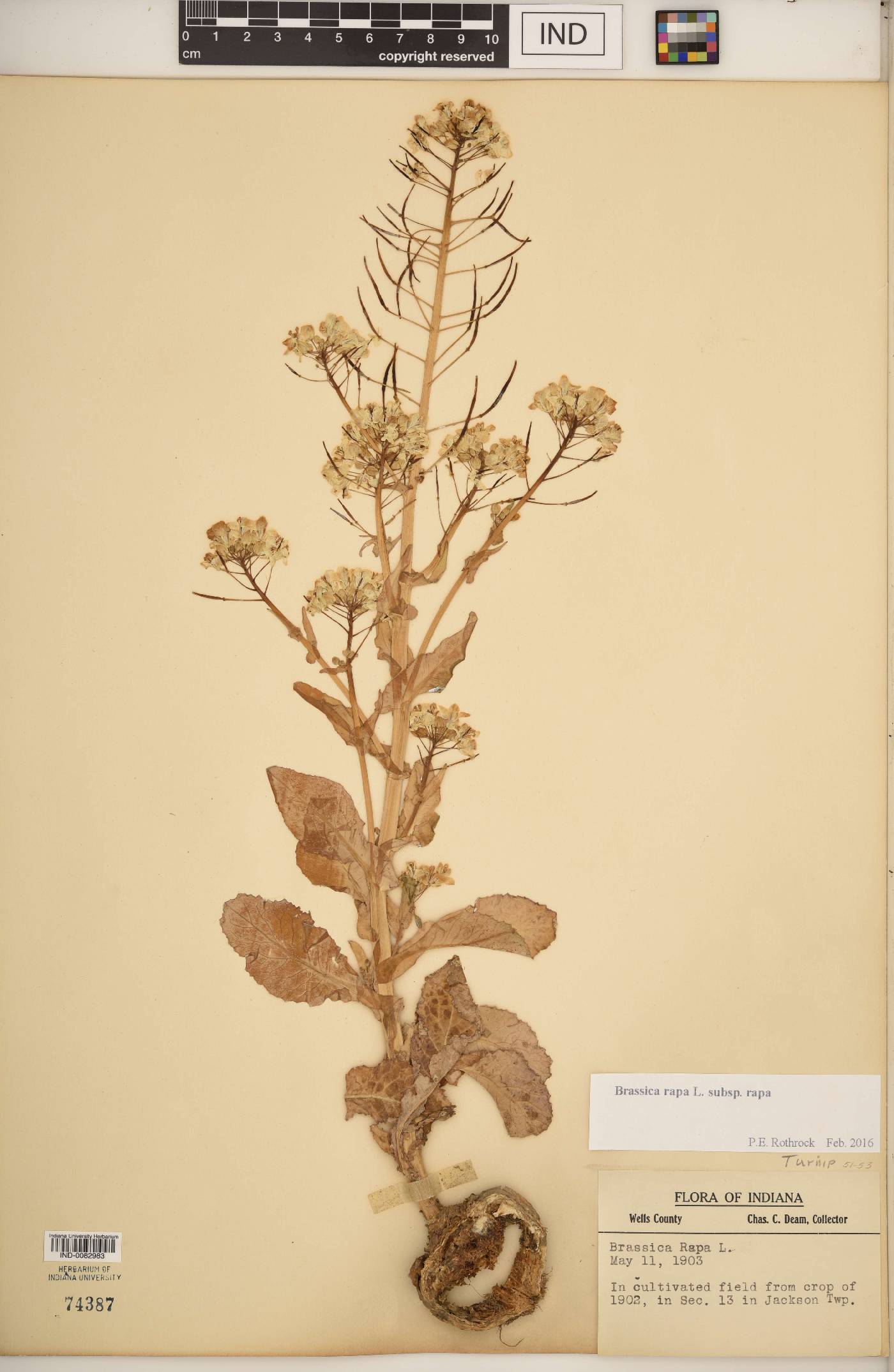 Brassica rapa subsp. rapa image