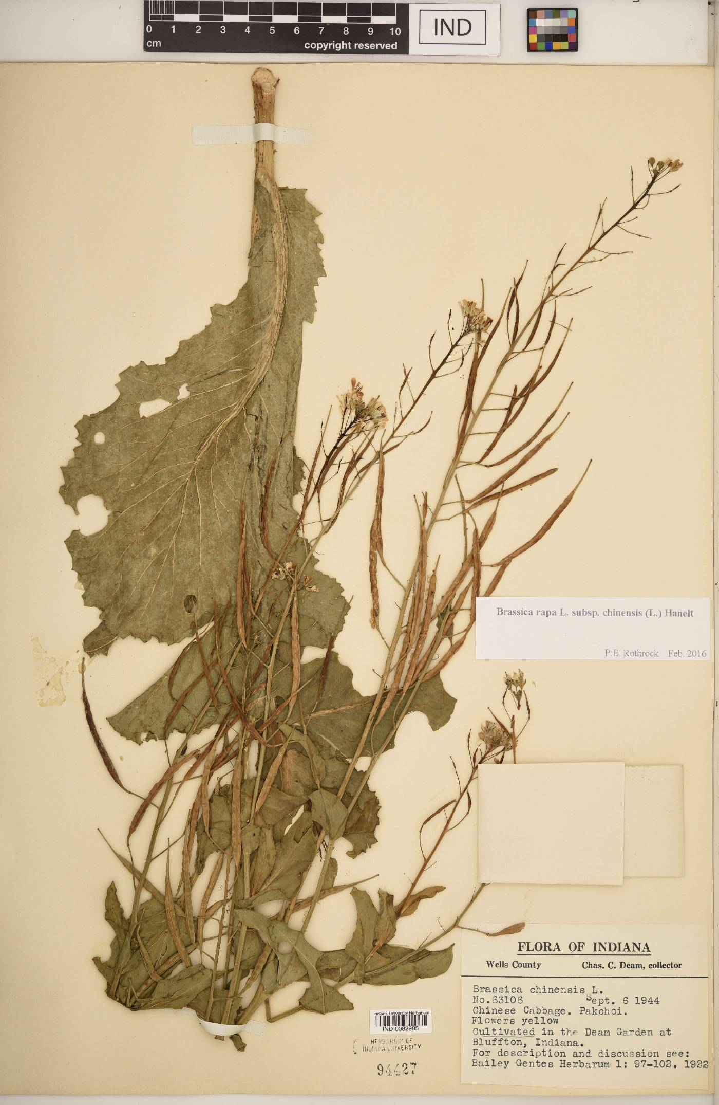 Brassica rapa subsp. chinensis image