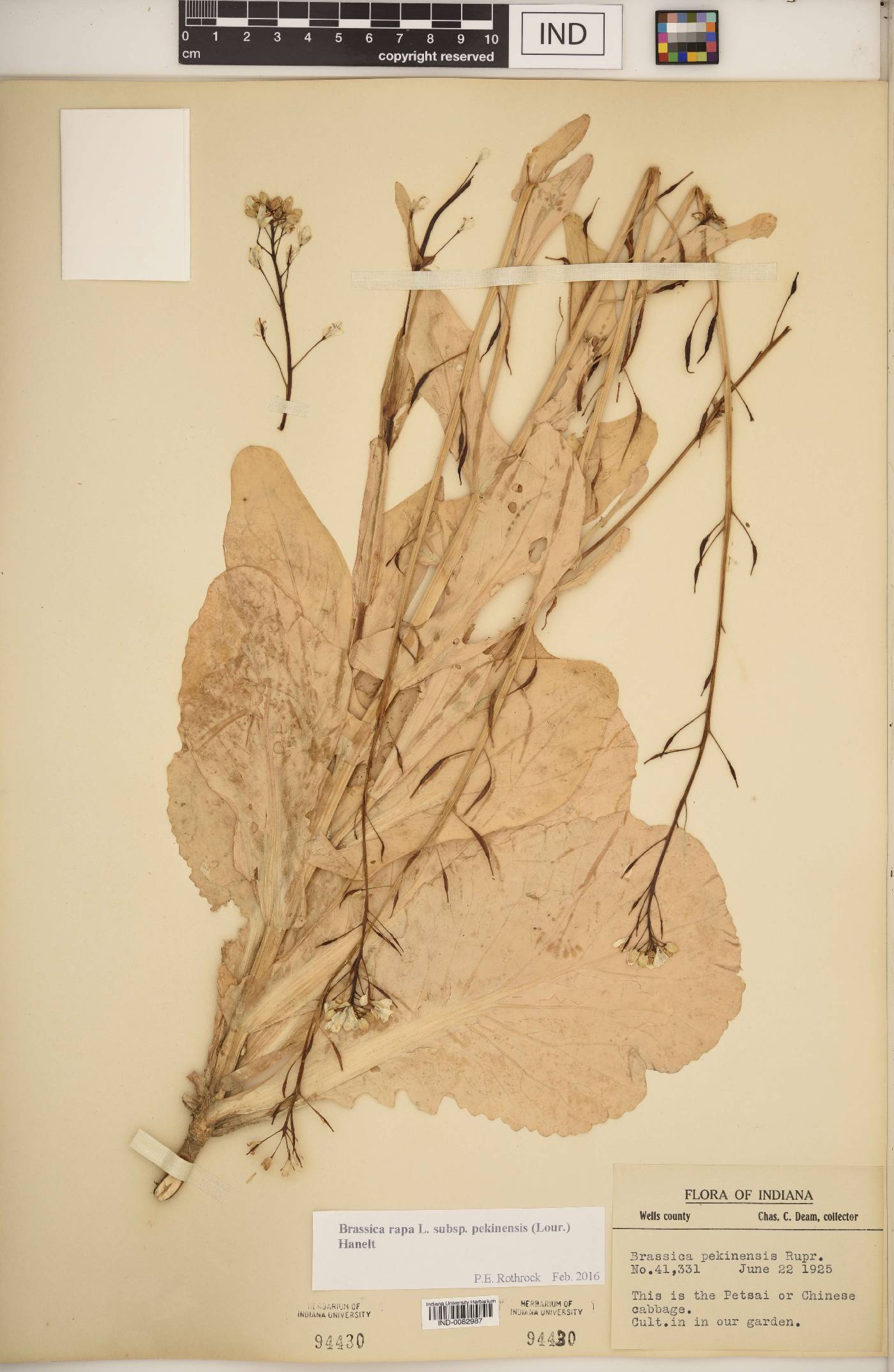 Brassica rapa subsp. pekinensis image