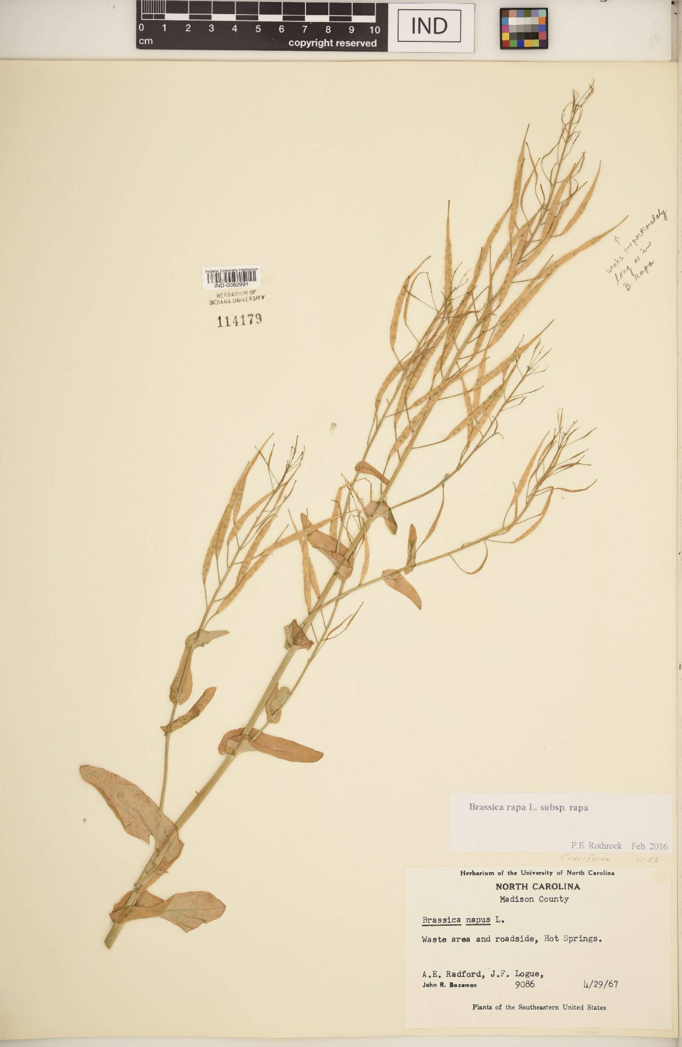 Brassica rapa subsp. rapa image