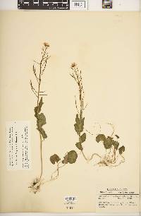 Cardamine douglassii image