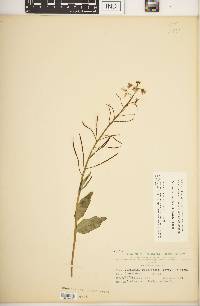 Cardamine douglassii image