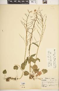 Cardamine douglassii image