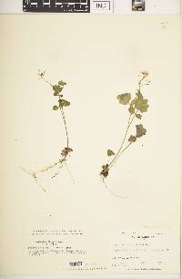 Cardamine flagellifera image