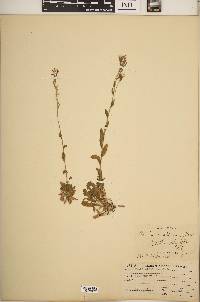 Draba arabisans image