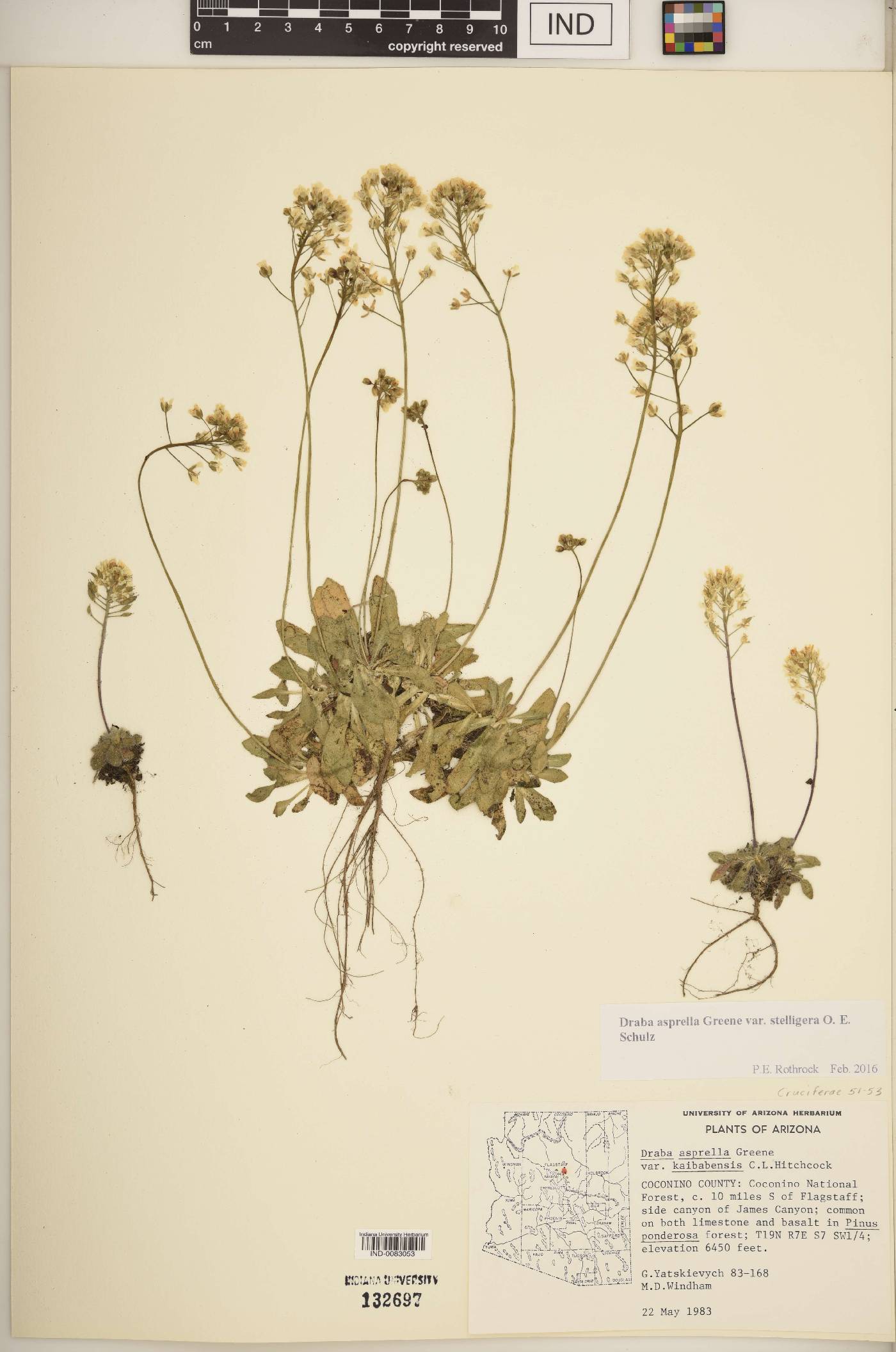 Draba asprella var. stelligera image