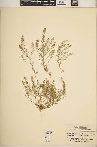 Draba brachycarpa image