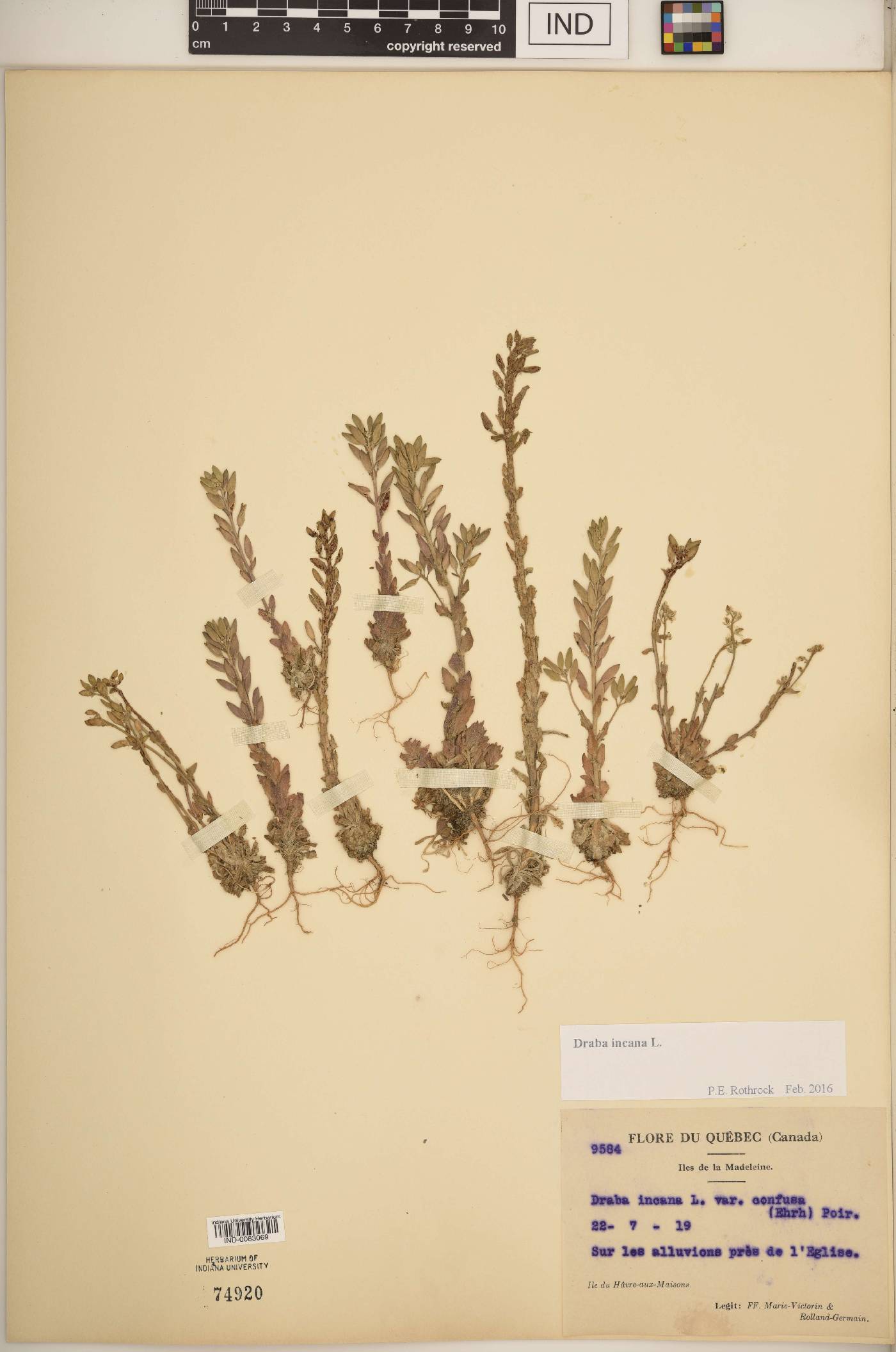 Draba incana image