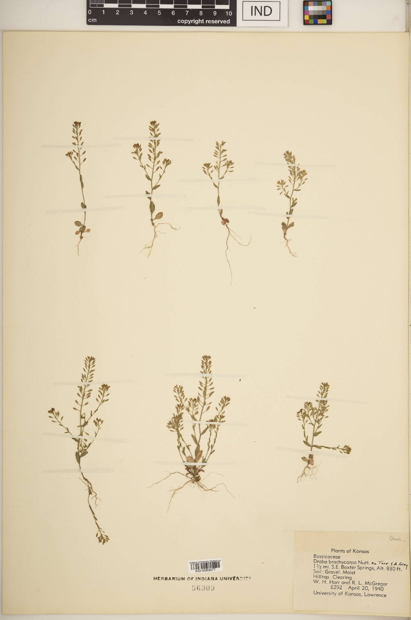 Draba brachycarpa image