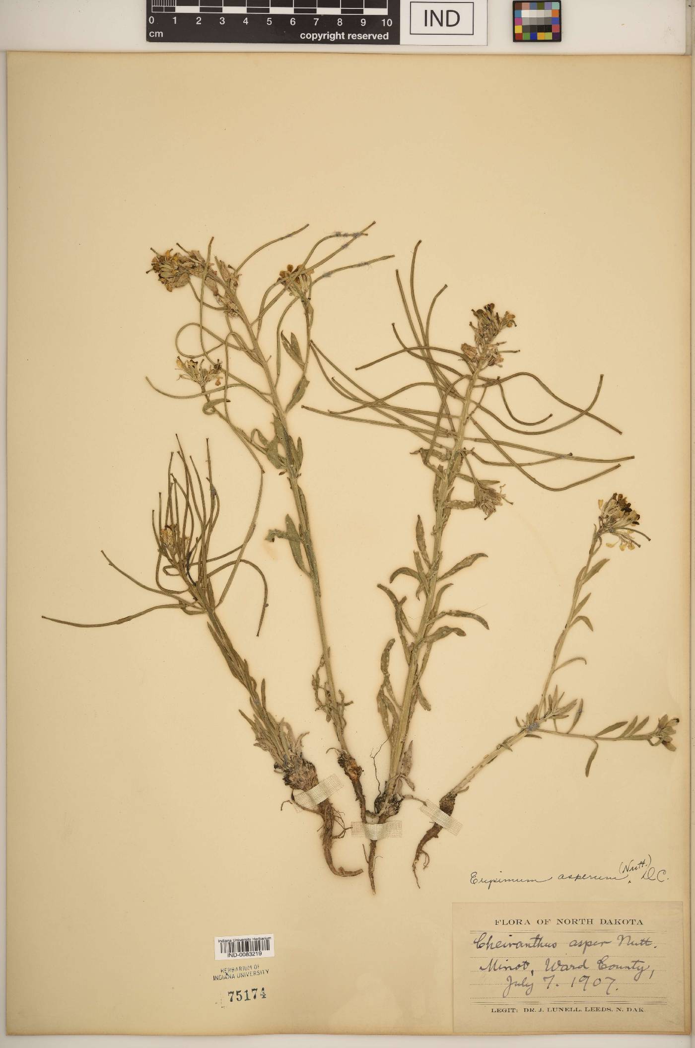 Erysimum asperum image