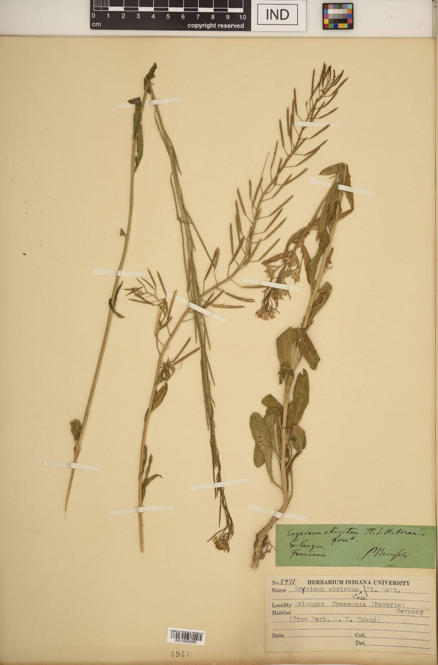 Erysimum strictum image