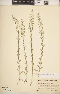 Lepidium campestre image