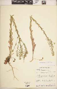 Lepidium campestre image