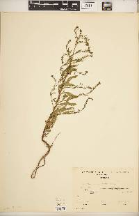 Image of Lepidium costarricense