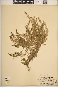 Lepidium densiflorum image