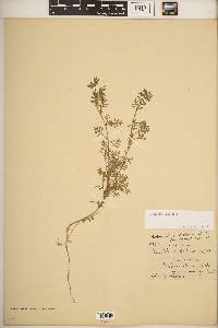 Lepidium didymum image