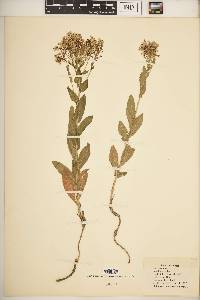 Lepidium draba image