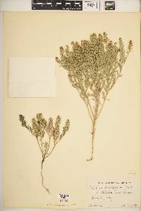 Lepidium lasiocarpum image