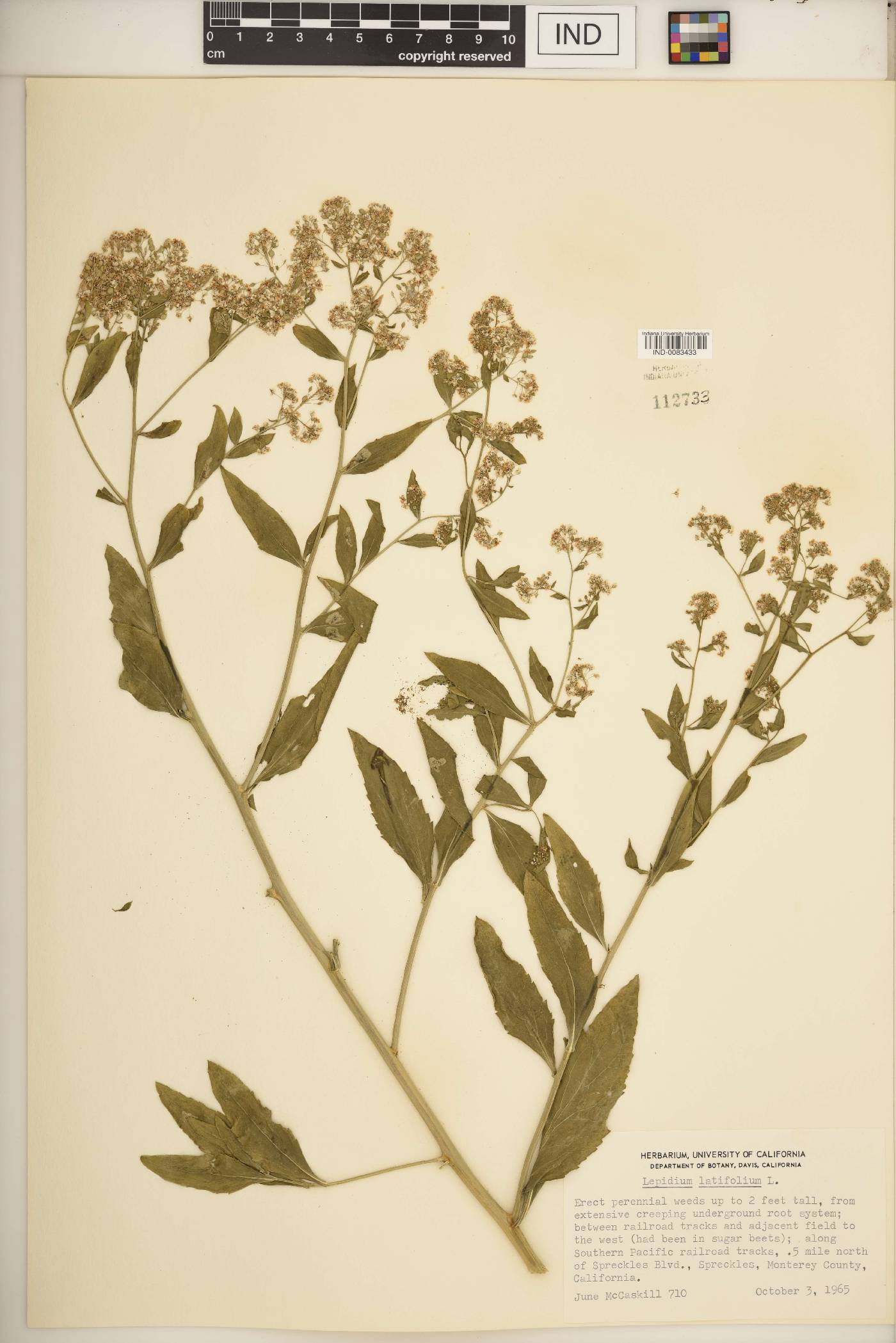 Lepidium latifolium image