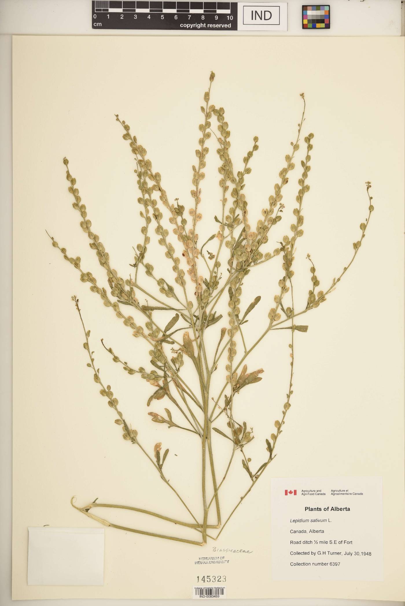 Lepidium sativum image