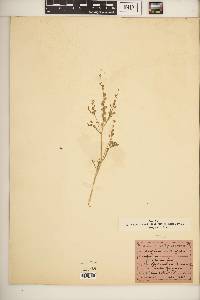 Lepidium sativum image