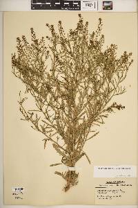 Lepidium virginicum subsp. virginicum image