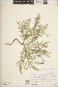 Lepidium virginicum subsp. virginicum image