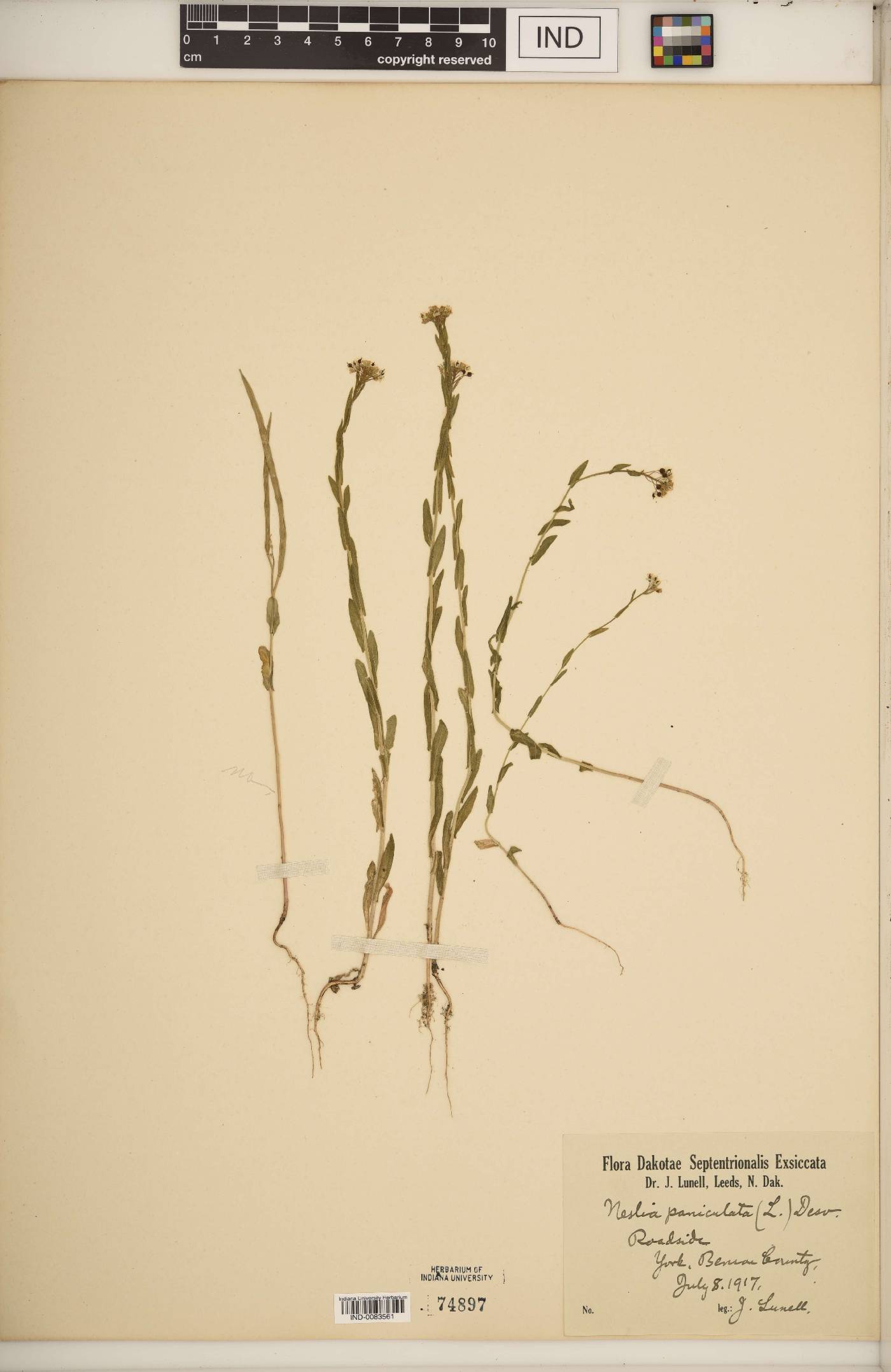 Neslia paniculata image