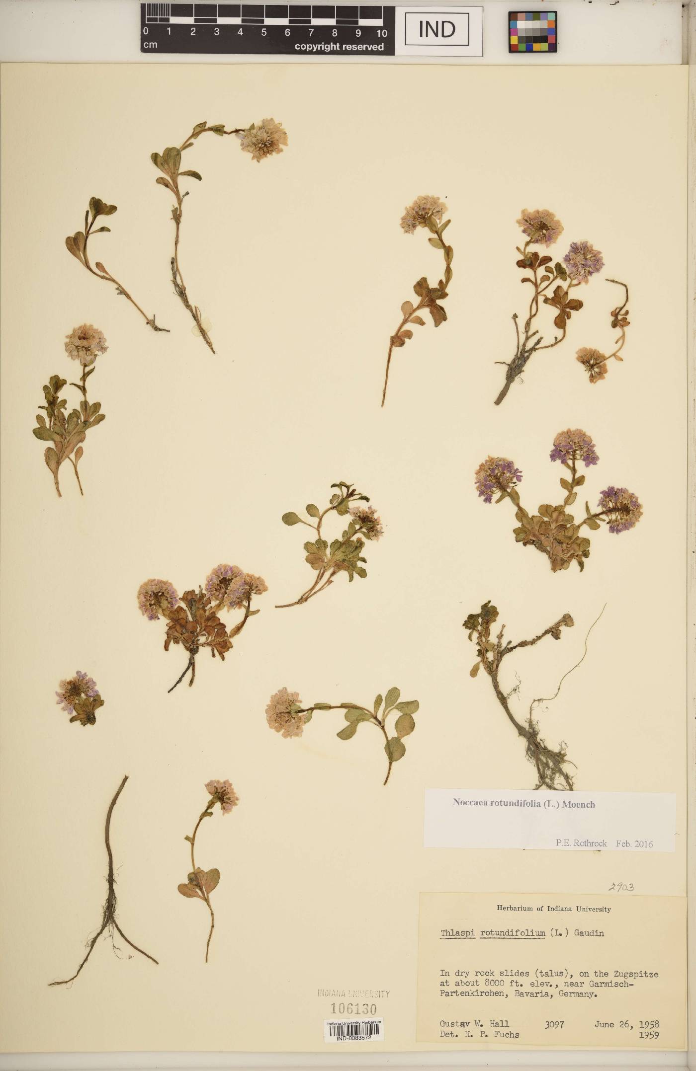 Noccaea rotundifolia image