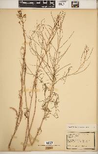 Sisymbrium altissimum image