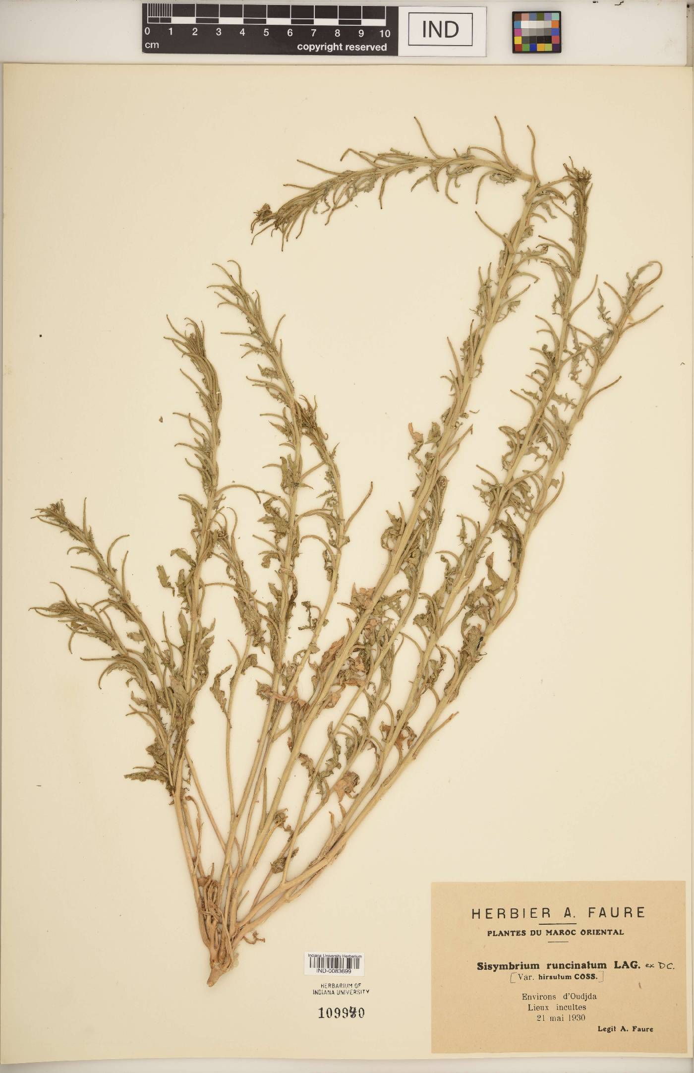 Sisymbrium runcinatum image