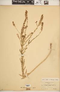 Thelypodium brachycarpum image