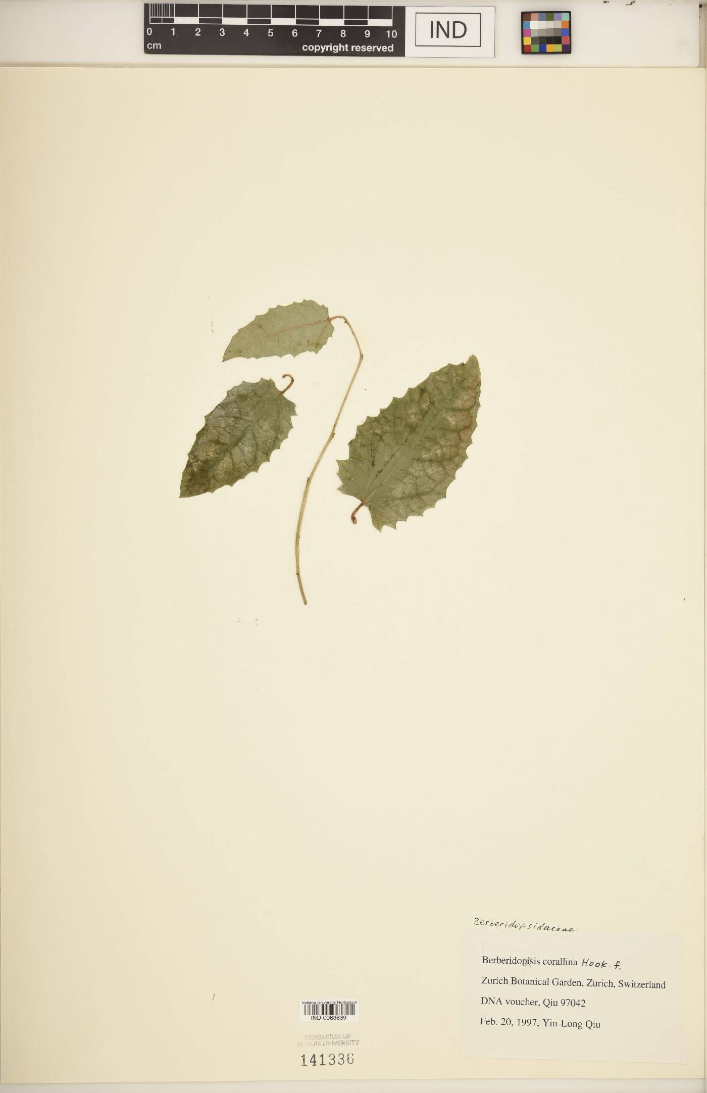 Berberidopsidaceae image