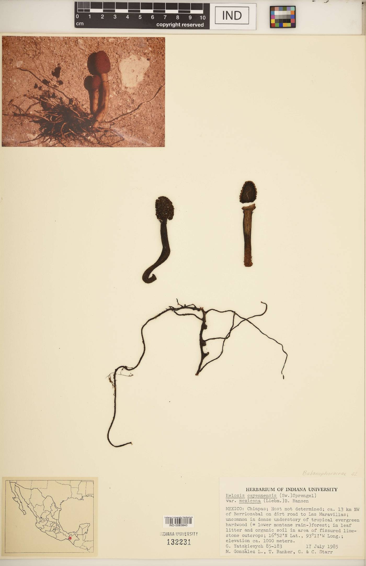 Helosis cayennensis var. mexicana image