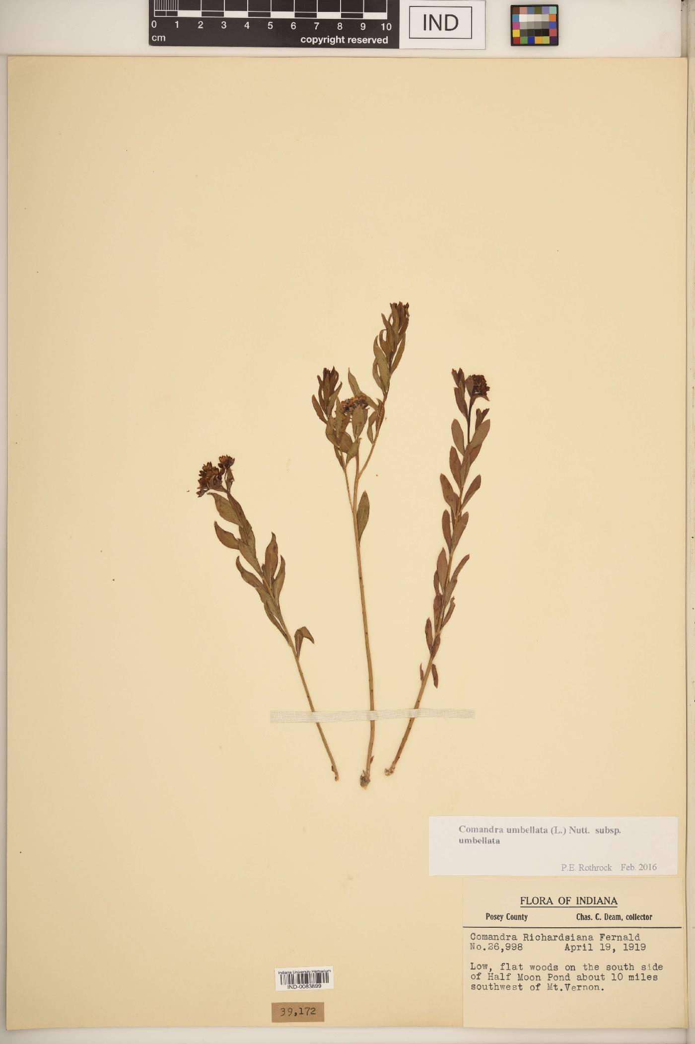 Comandra umbellata subsp. umbellata image