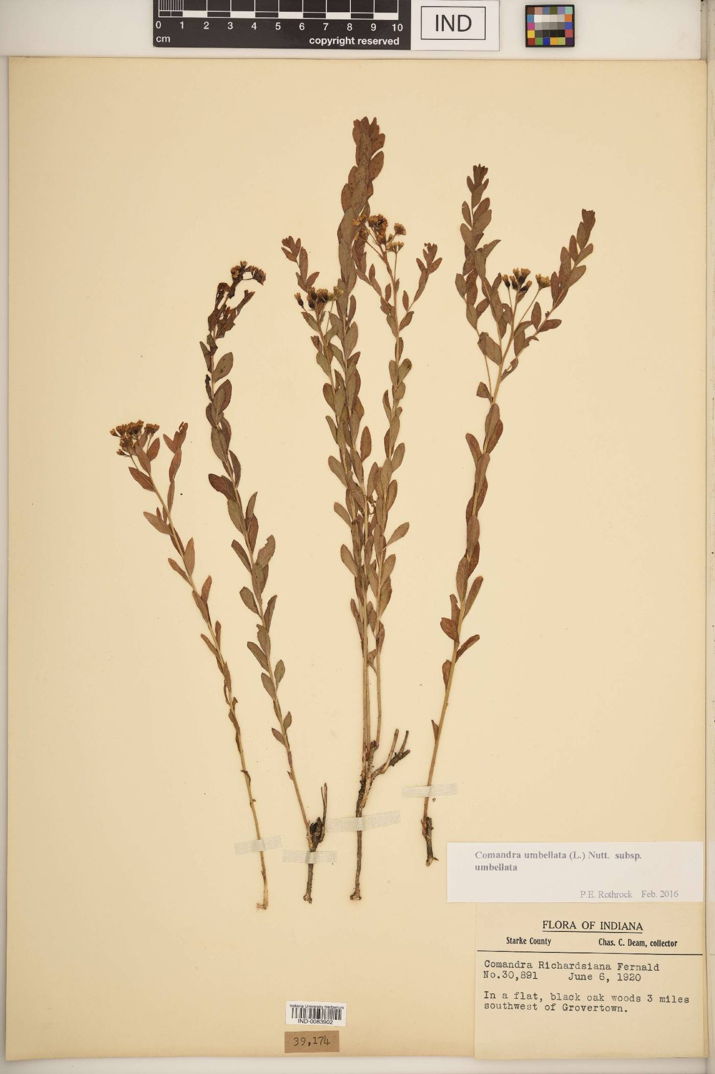 Comandra umbellata subsp. umbellata image