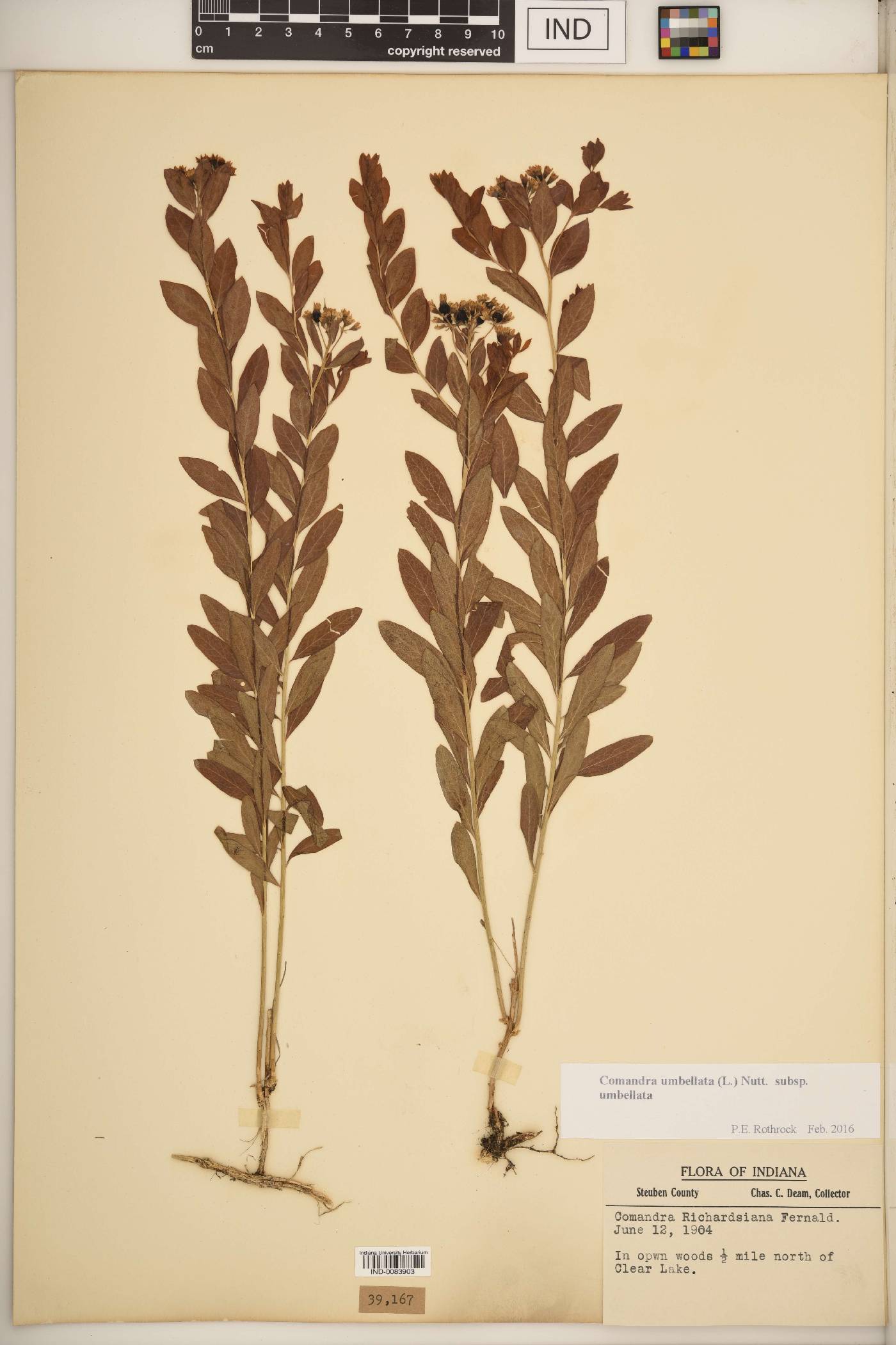 Comandra umbellata subsp. umbellata image