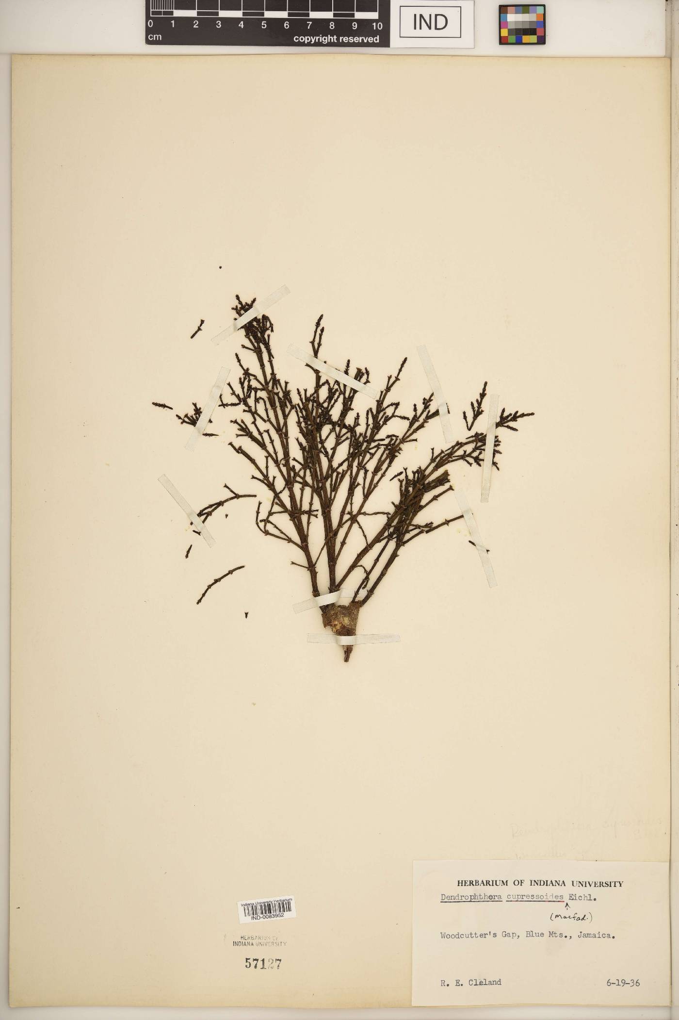 Dendrophthora cupressoides image