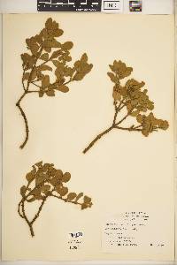 Phoradendron leucarpum subsp. tomentosum image