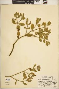 Phoradendron leucarpum subsp. tomentosum image