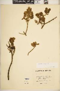 Phoradendron leucarpum subsp. tomentosum image