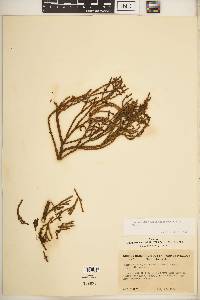 Phoradendron juniperinum image