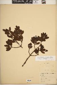 Phoradendron leucarpum subsp. leucarpum image