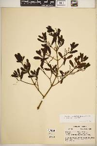 Phoradendron leucarpum subsp. leucarpum image