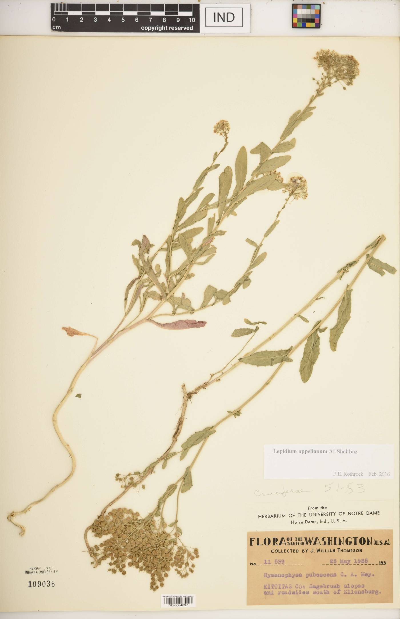 Lepidium appelianum image